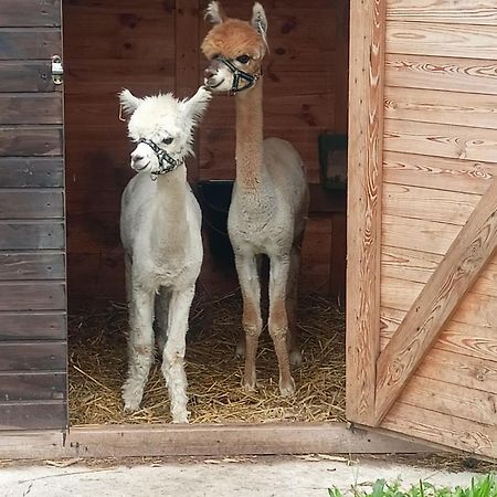 Malinowy Gaj - Agroturystyka Z Alpakami I Innymi Zwierzetami Swietajno  Zewnętrze zdjęcie