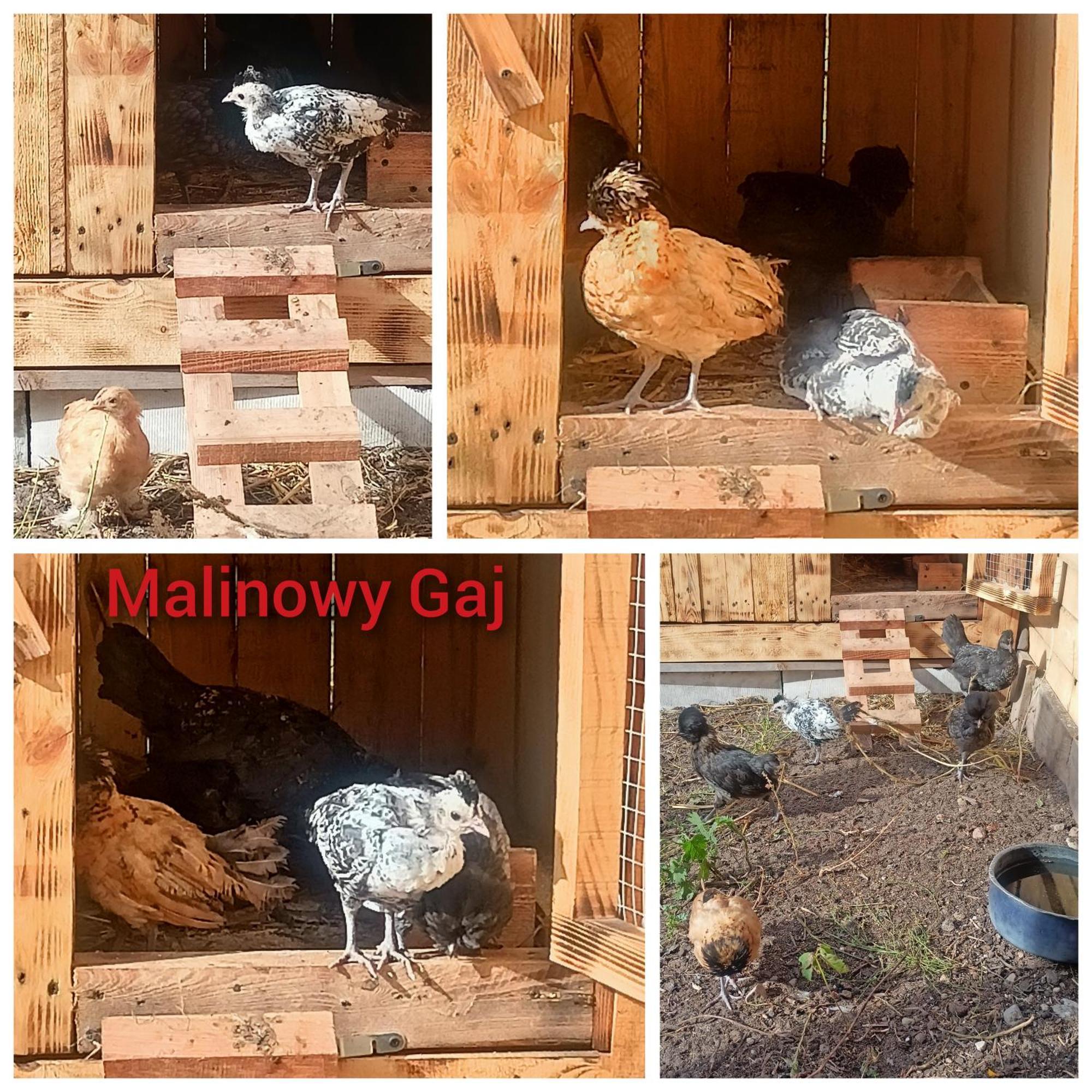 Malinowy Gaj - Agroturystyka Z Alpakami I Innymi Zwierzetami Swietajno  Zewnętrze zdjęcie